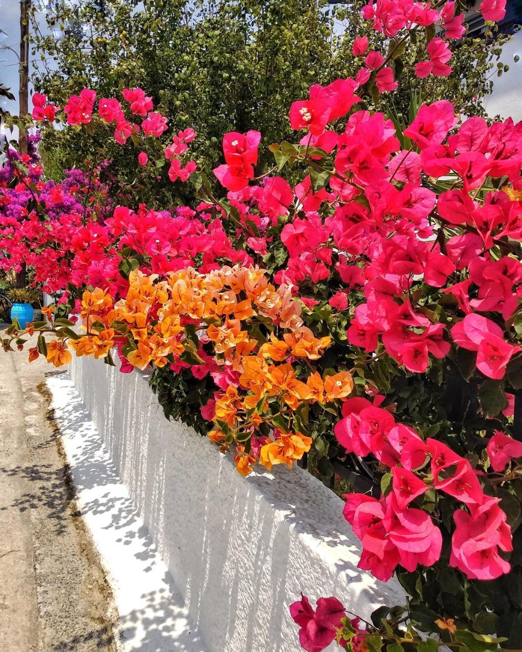 Dedalos Studios Naxos Naxos City Esterno foto