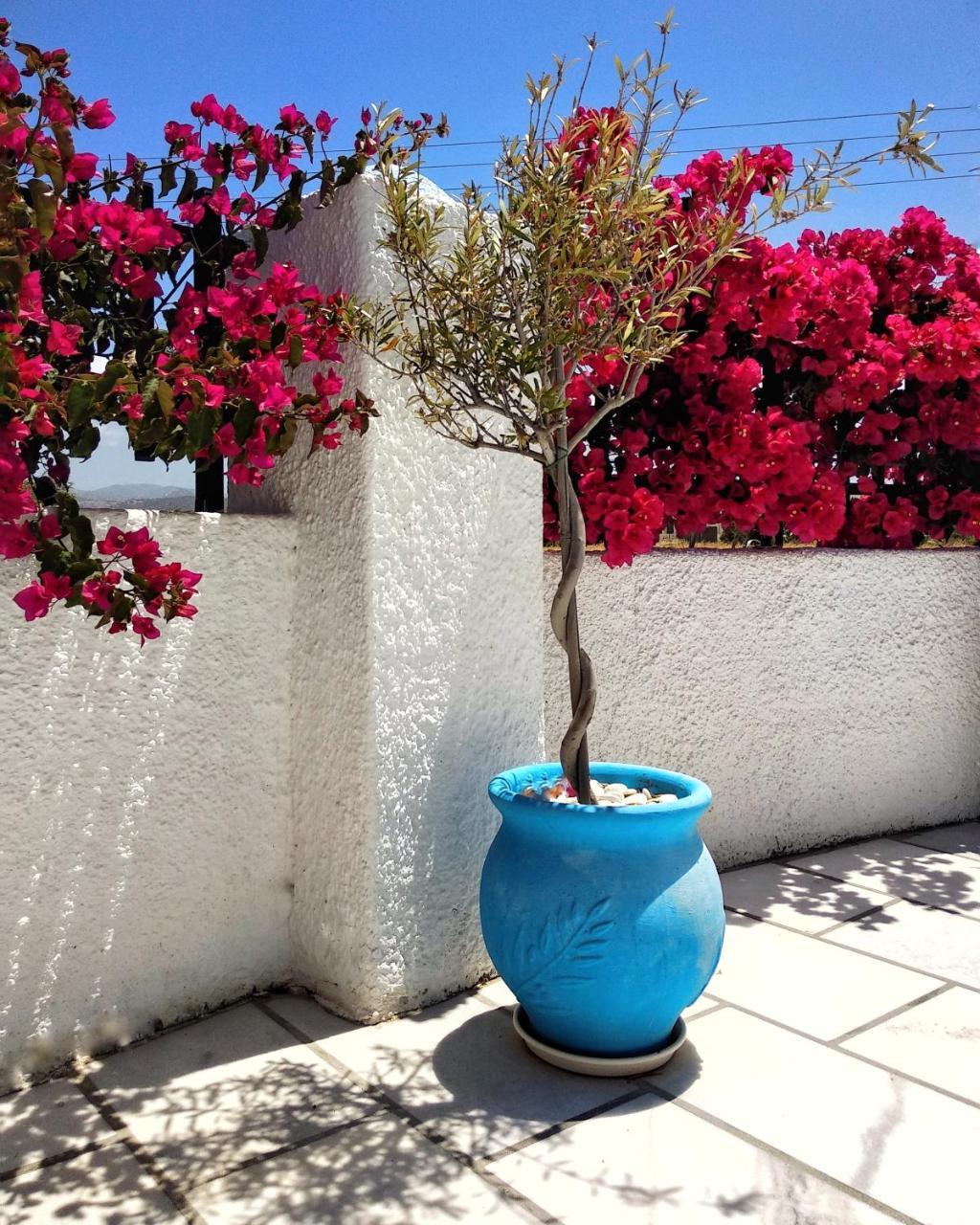 Dedalos Studios Naxos Naxos City Esterno foto
